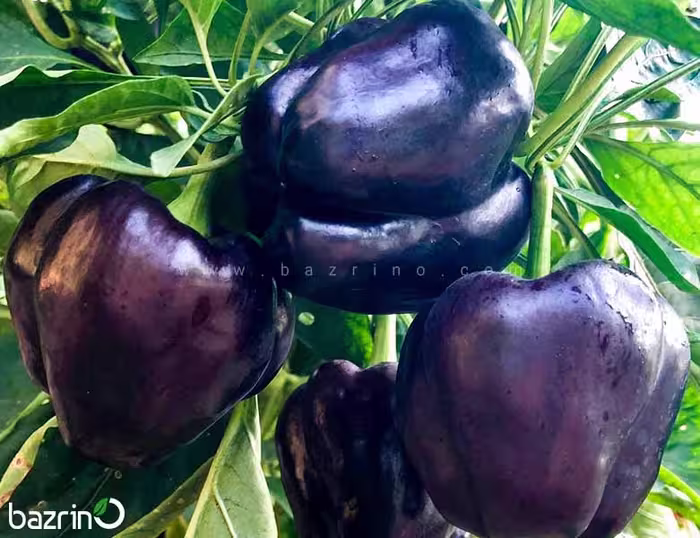 بذر فلفل دلمه ای مشکی