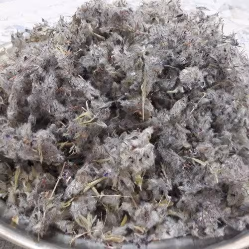 چای کوهی