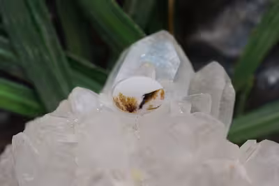 عقیق شجر برزیل