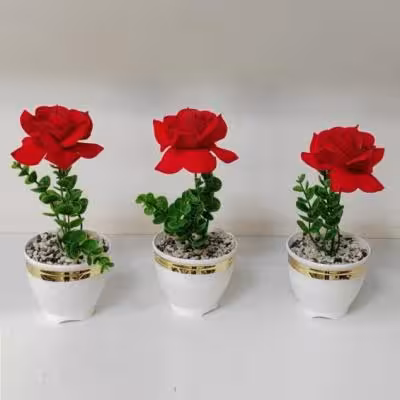 رز تک گل مخمل درجه یک