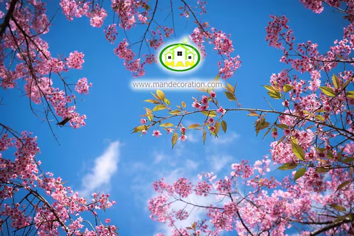 آسمان مجازی شکوفه کد 163
