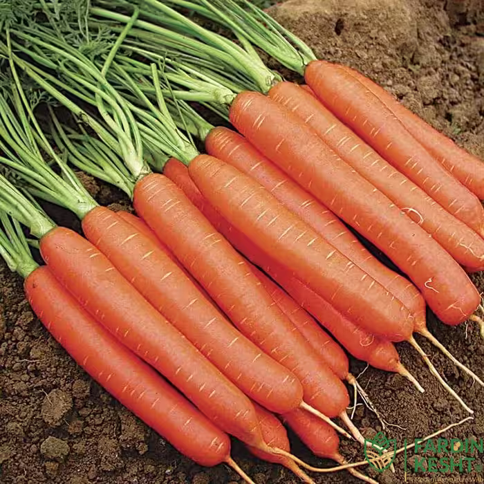 بذر هویج نارنجی هیبرید مجارستانی بسته 50 عددی