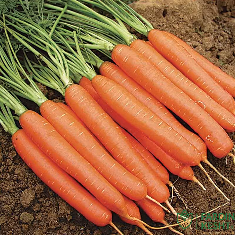 بذر هویج نارنجی هیبرید مجارستانی بسته 50 عددی