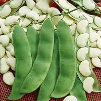 بذر لوبیا سفید بزرگ پرمحصول