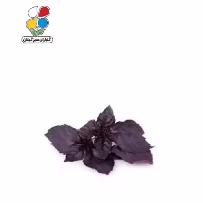 بذر ریحان بنفش بسته بندی بزرگ