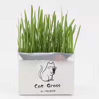 علف خوراکی گربه مدل پاکتی Cat grass وزن 50 گرم