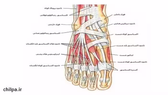 پاورپوینت در مورد ساختمان اسکلتی پا – 63 اسلاید - چیلپا