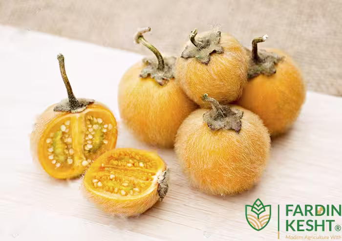 بذر بادمجان ترش پرزدار بسته 5 عددی