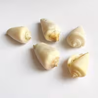 صدف طبیعی 5 عددی shell 3018