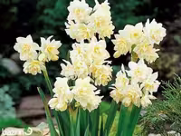 پیاز گل نرگس شصت پر (1 کیلویی)