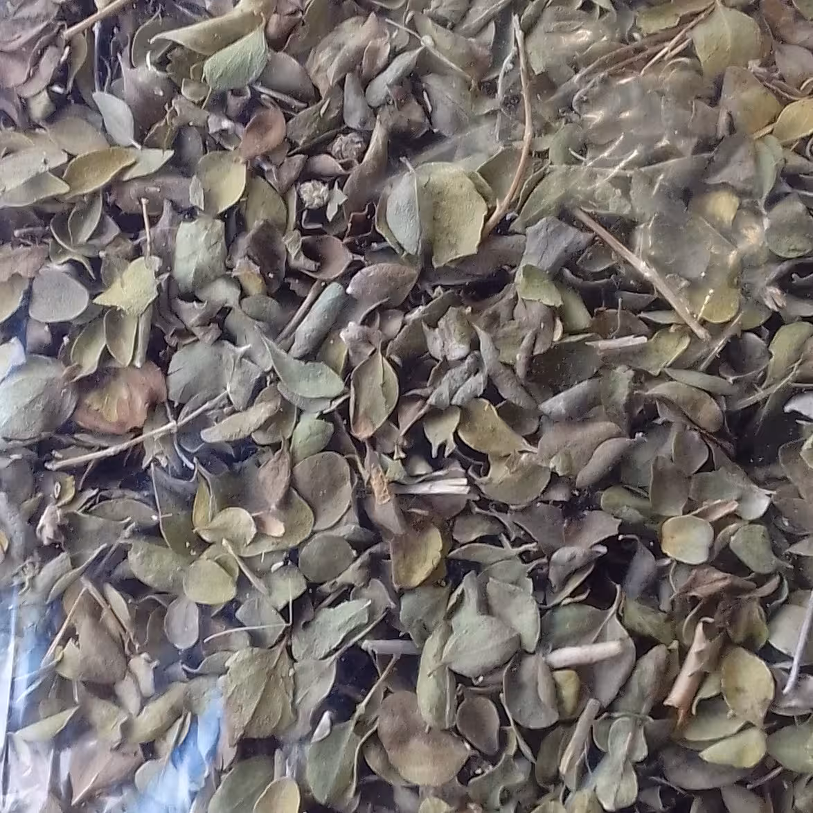 آویشن کوهی برگ پهن