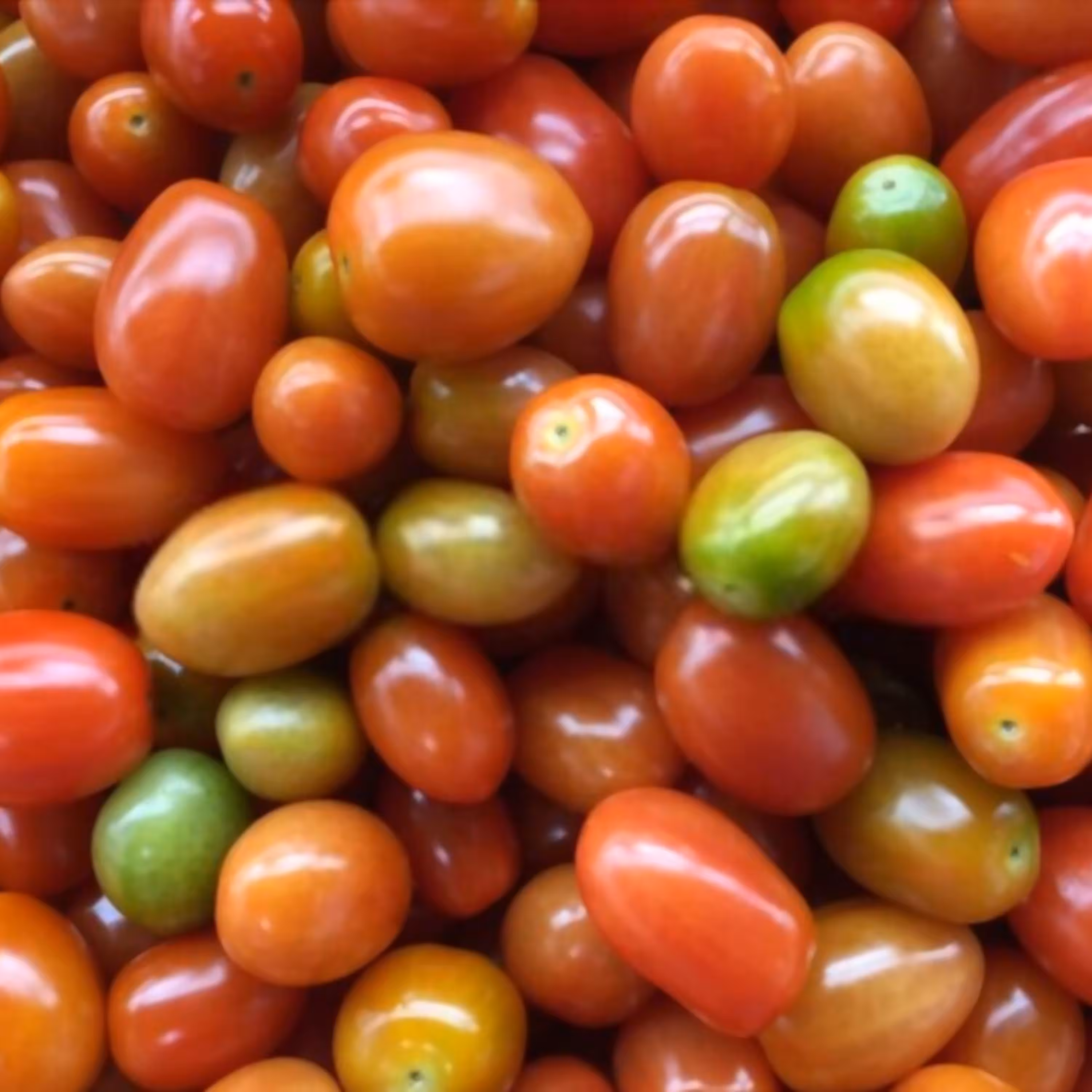 بذر گوجه بیضی میکس