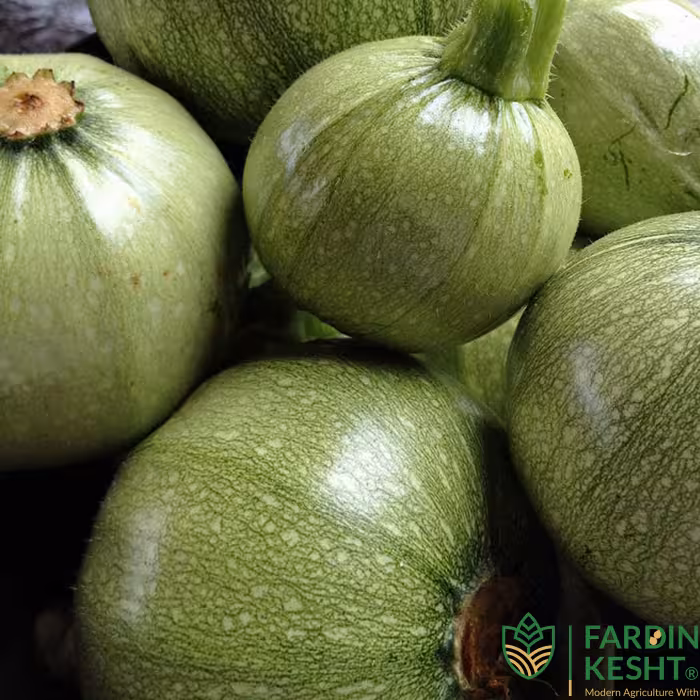 بذر کدو دلمه سبز روشن بسته 20 عددی