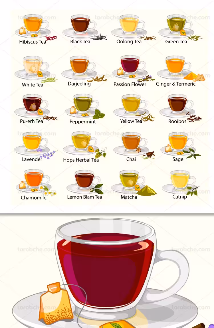 وکتور انواع دمنوش های گیاهی | گرافیک با طعم تربچه