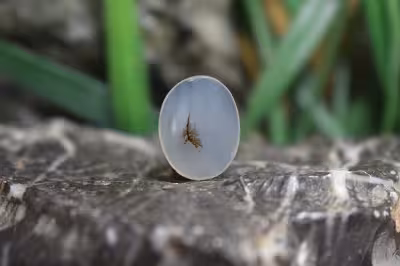 عقیق شجر برزیل