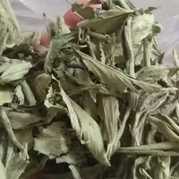 گیاه شیرین برگ استویا  برگ خشک خالص در بسته های 250 گرمی مناسب مصارف خانگی با ارسال رایگان