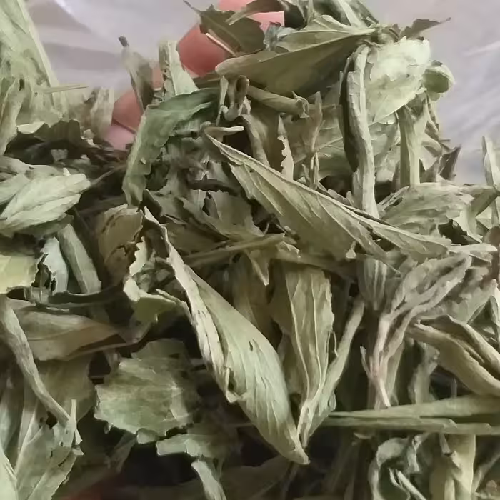 گیاه شیرین برگ استویا  برگ خشک خالص در بسته های 250 گرمی مناسب مصارف خانگی با ارسال رایگان