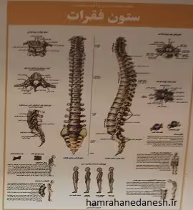 پوستر کالبد شناسی و آسیب شناسی ستون فقرات