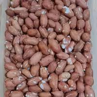 بادام زمینی آستانه (پاییز1401)