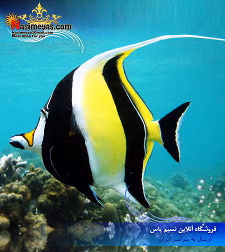 ماهی موریش آیدل آب شور