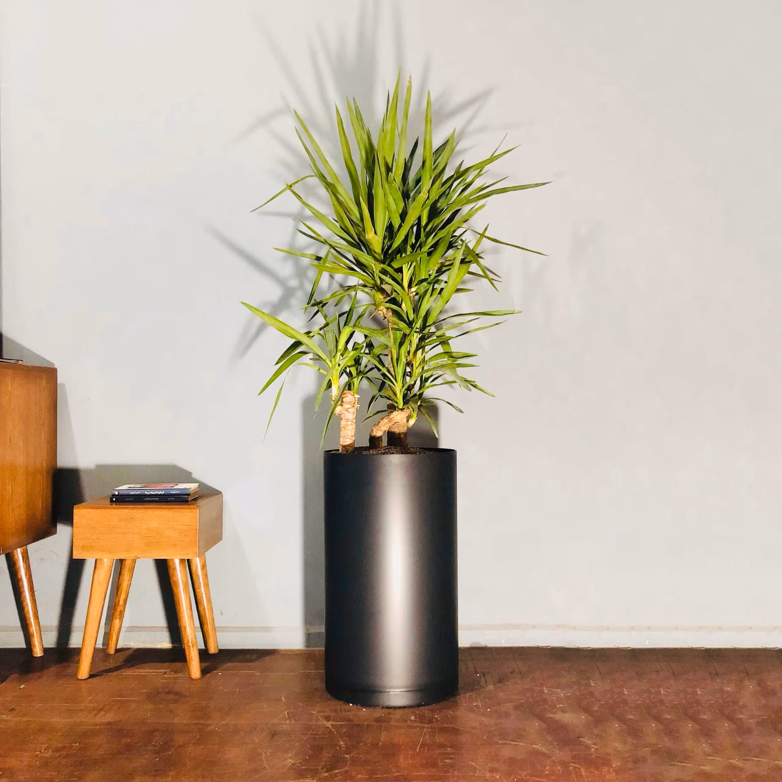 یوکا با گلدان کد S157