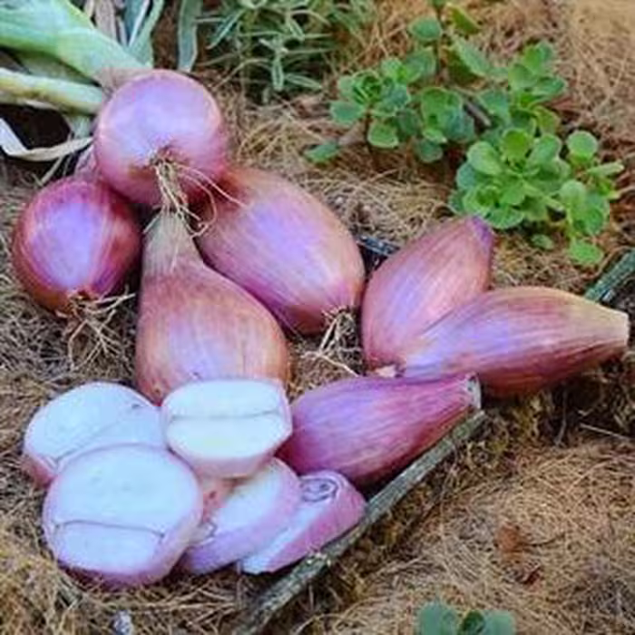 بذر پیاز شیرین ایتالیایی (موسیر)