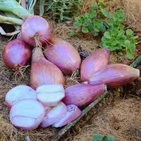بذر پیاز شیرین ایتالیایی (موسیر)