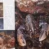 كتاب Seas and Islands اثر جمعي از نويسندگان انتشارات The Living Countryside