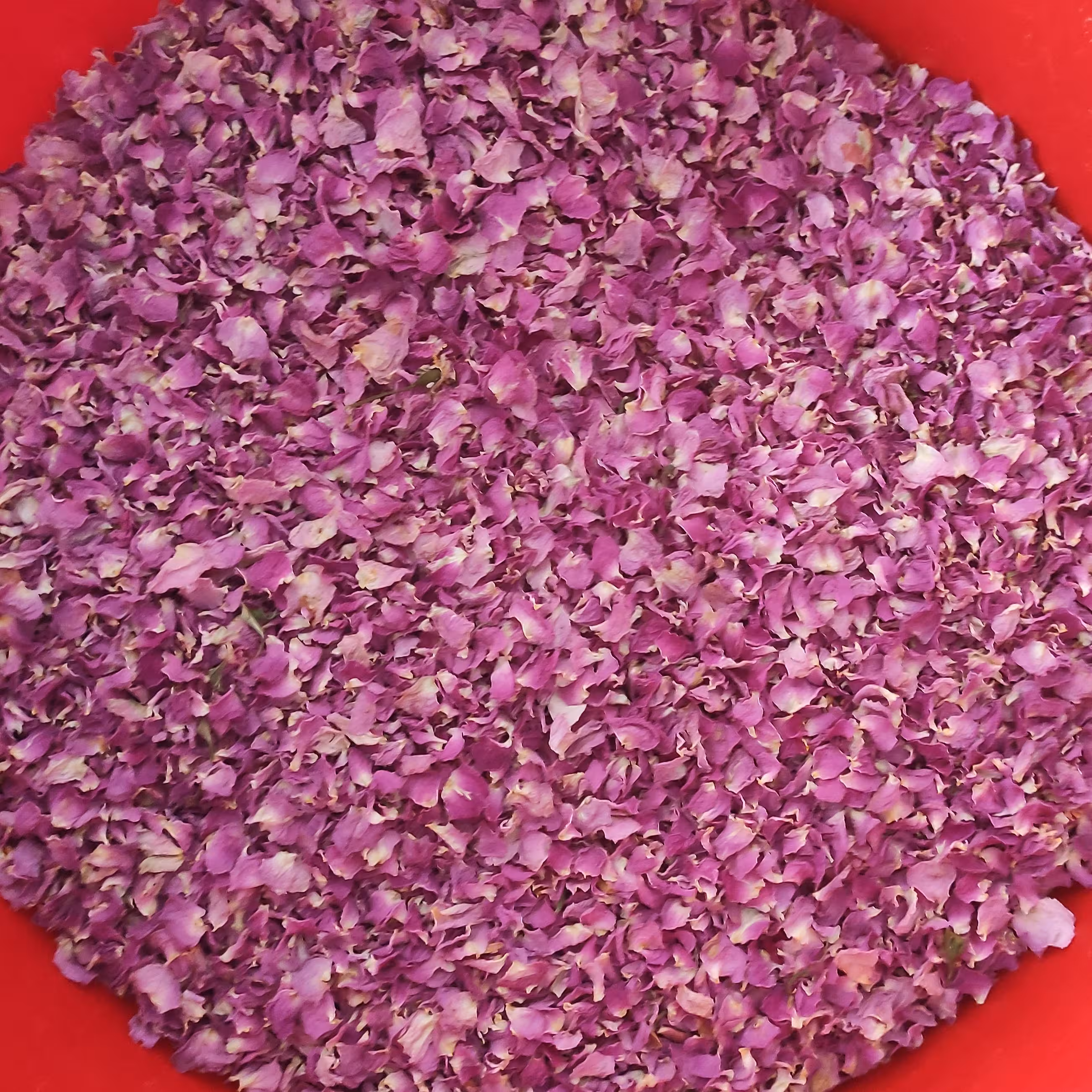 گل محمدی خشک شده و پر شده تازه و سایه خشک با حفظ رنگ که در تصویر میبینید.