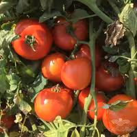 بذر گوجه فرنگی ریوگرند مونارک فرانسه 25 گرمی دستی خانگی