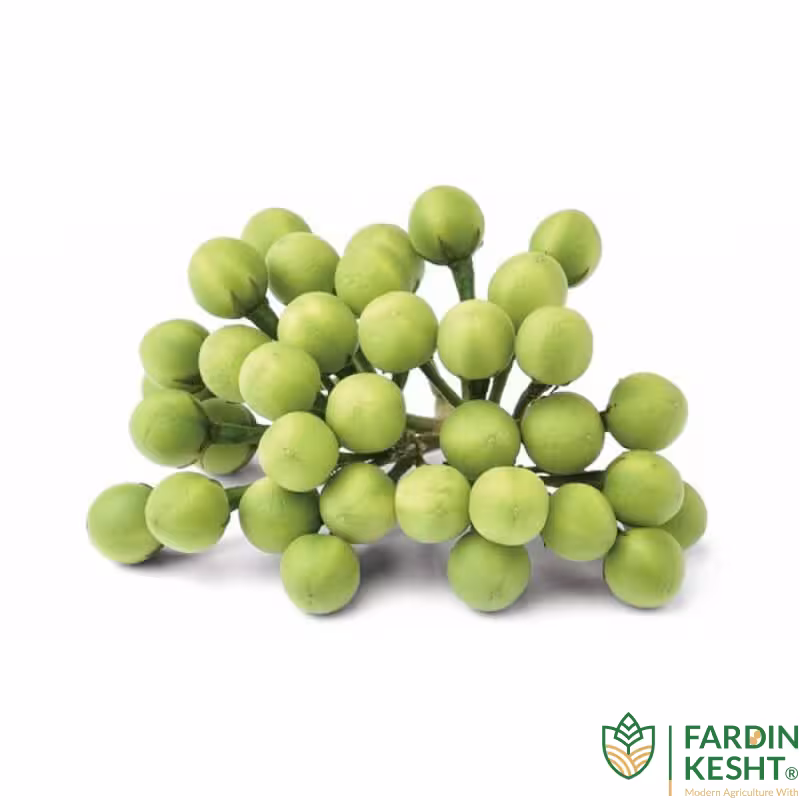 بذر بادمجان نخودی سبز خوشه ای تایلندی بسته 20 عددی