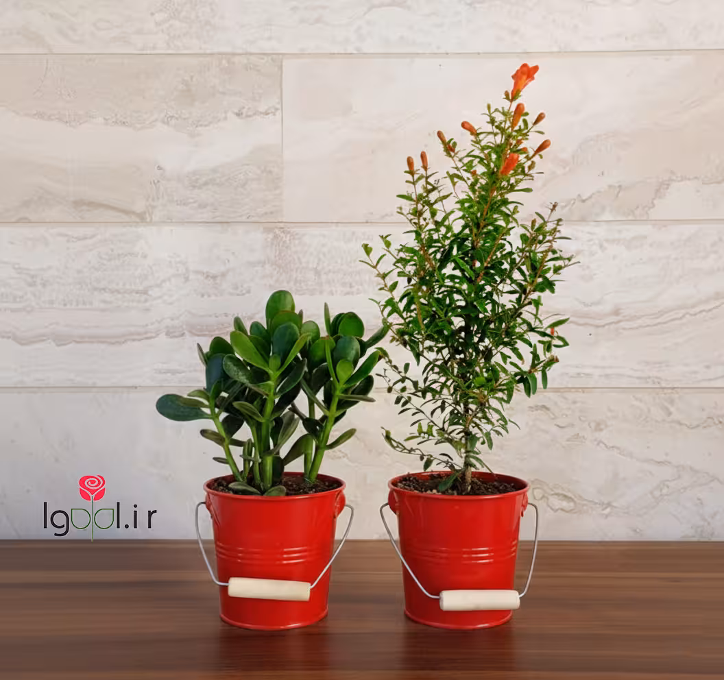 گیاه انار زینتی و گل یشم پک یلدایی