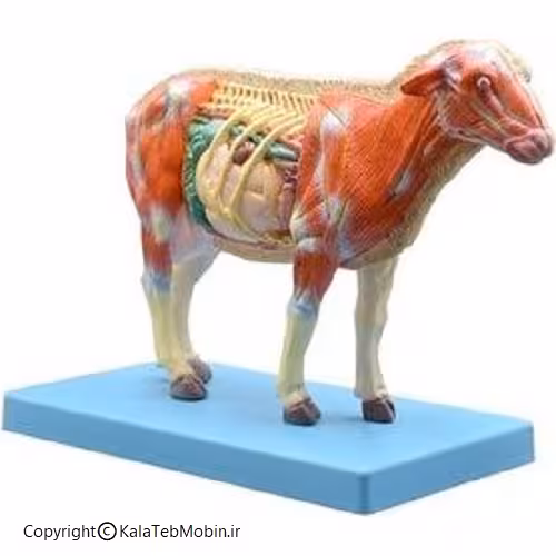 مولاژ آموزشی گوسفند