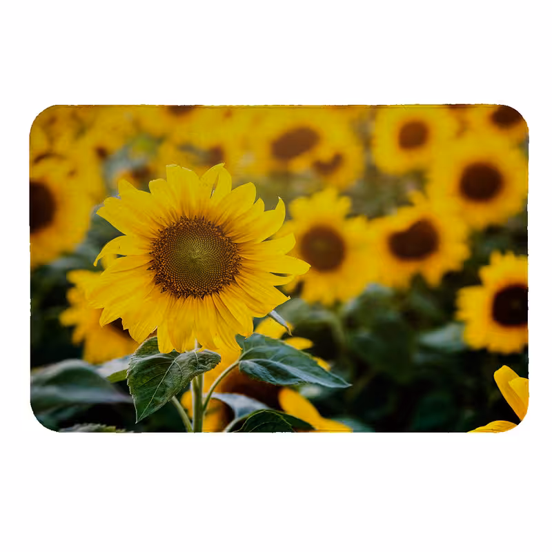 رطوبت گیر کنار سینک کد 8488 | کالا مکس