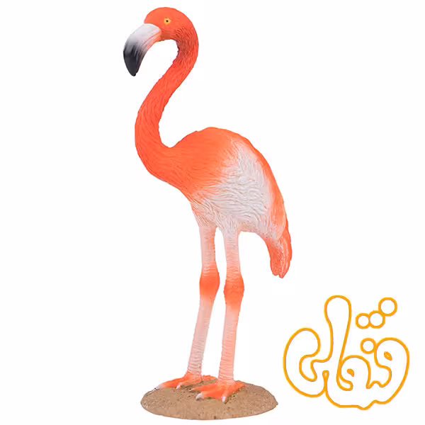 فلامینگوی آمریکایی American Flamingo 387134