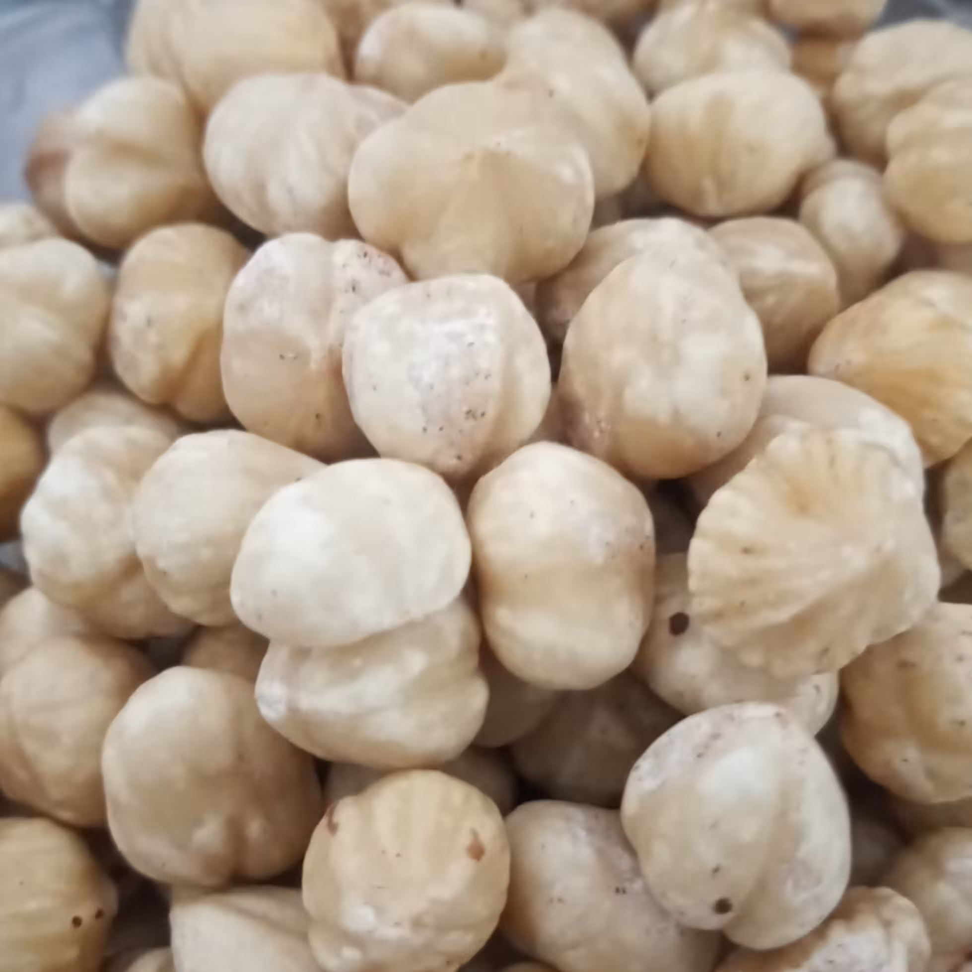 فندق خام ترکیه