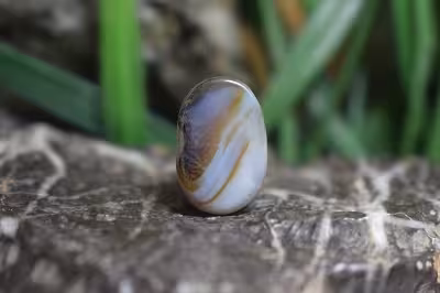 عقیق شجر برزیل