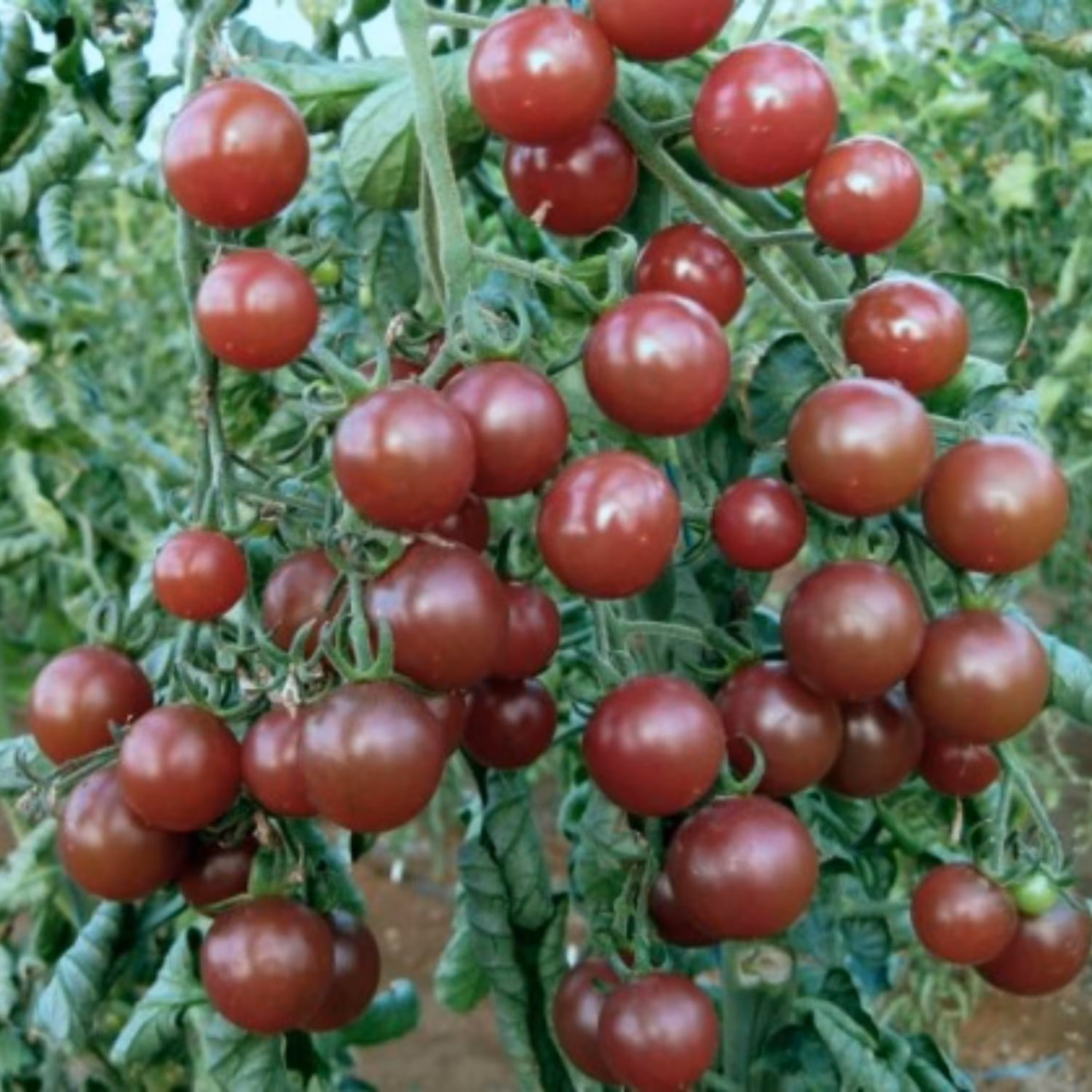 بذر گوجه گیلاسی روسی 10عددی