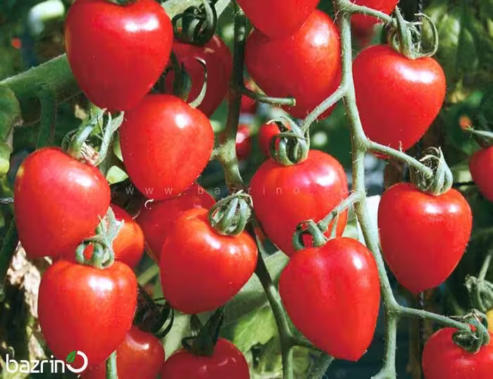 بذر گوجه چری قلبی قرمز