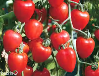 بذر گوجه چری قلبی قرمز