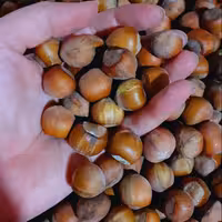 فندوق اشکور   درشت 5 کیلو محصول شهریور 402