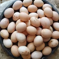 تخم مرغ محلی ارگانیک بسته 30عددی