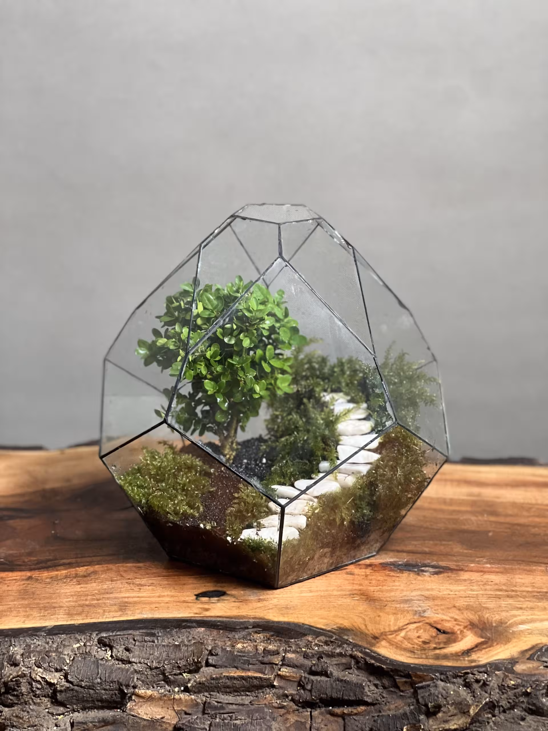 خرید تراریوم بنسای ژاپونیکا طرح استیرز ارسال فوری به تهران و سراسر ایران