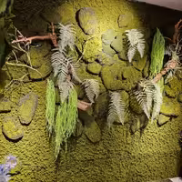 ماس وال پاتری پوت