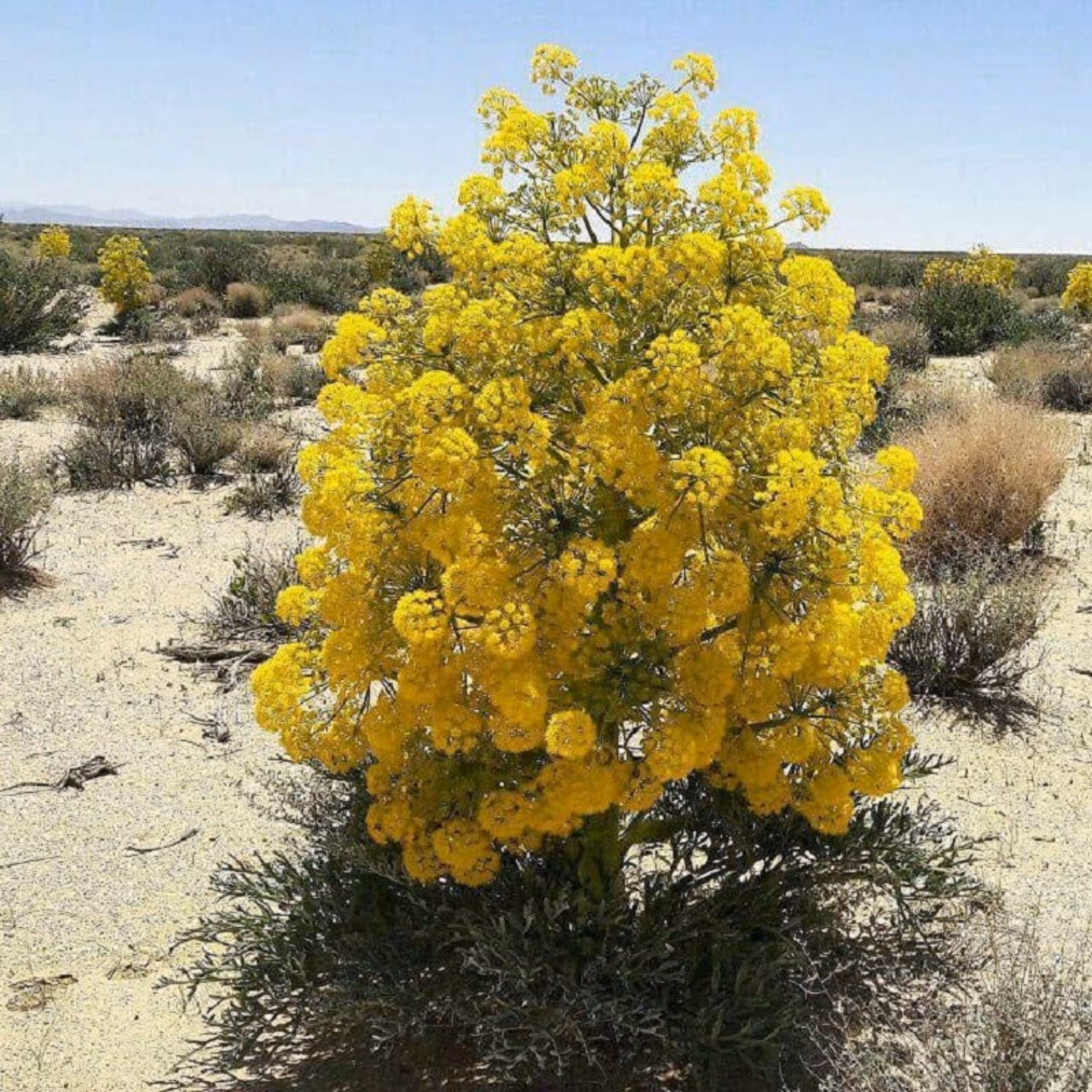 بذر گیاه آنغوزه