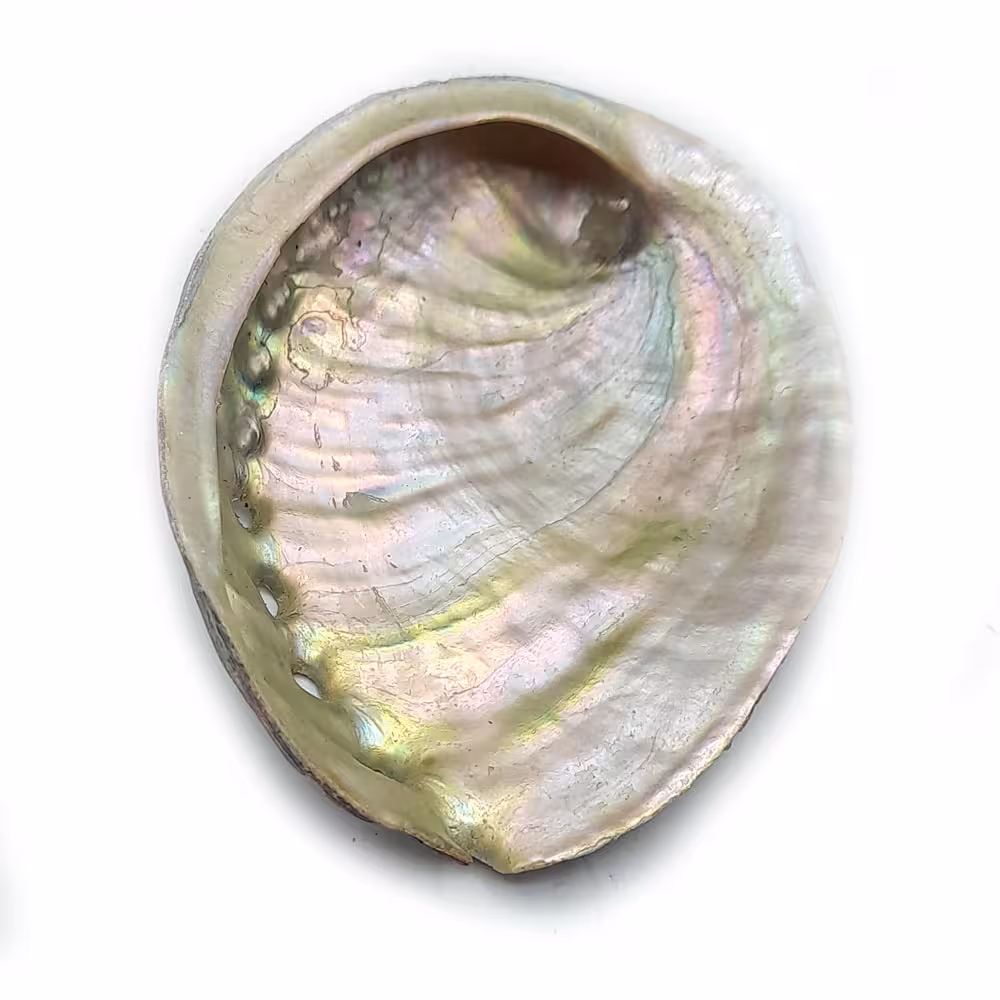 صدف آبالون کوچک