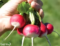 بذر تربچه نقلی دورنگ