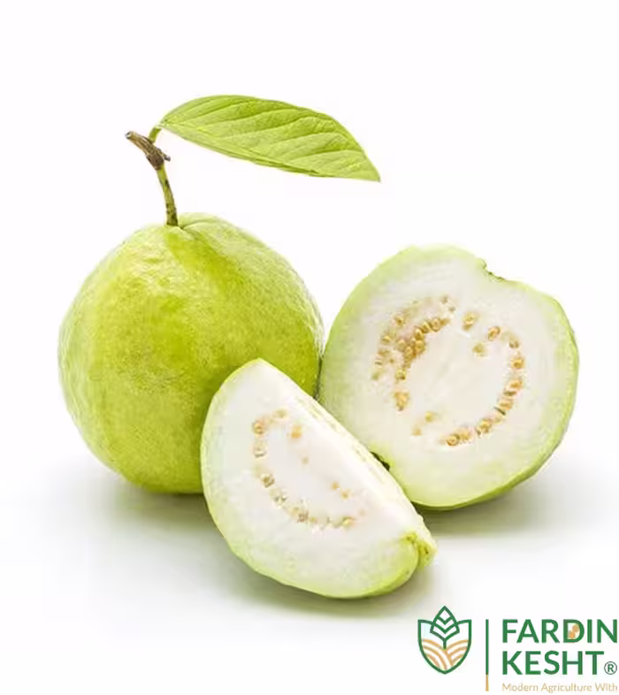 بذر گواوا سیبی سبز مکزیکی فوق درشت بسته 3 عددی