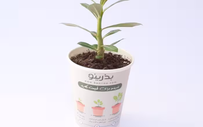 پک آماده کاشت آدنیوم صورتی
