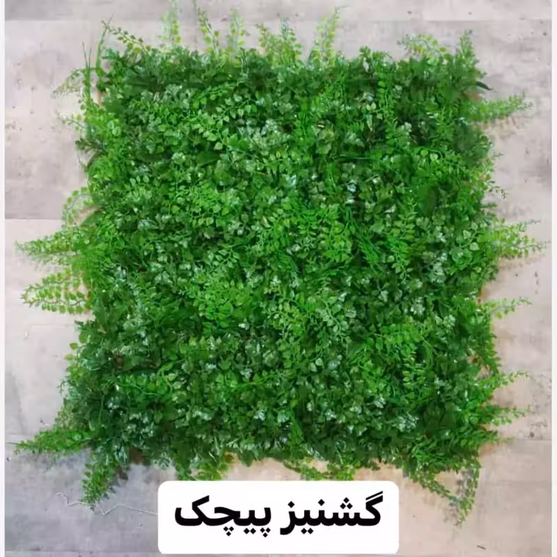 گرین وال (دیوار سبز) گشنیز پیچک 50در50 cm (پس کرایه)